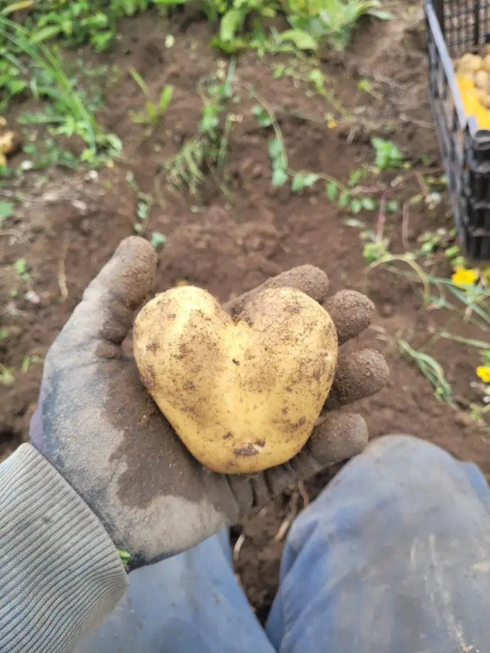 Patates bio plozevet