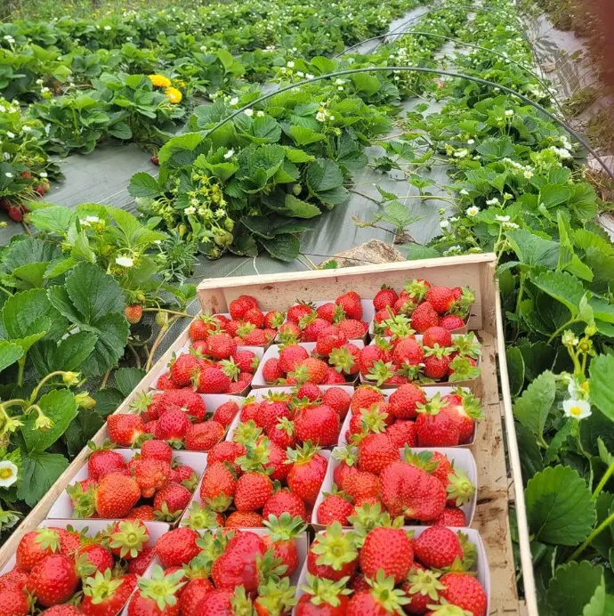 Légumes bio à Plozevet